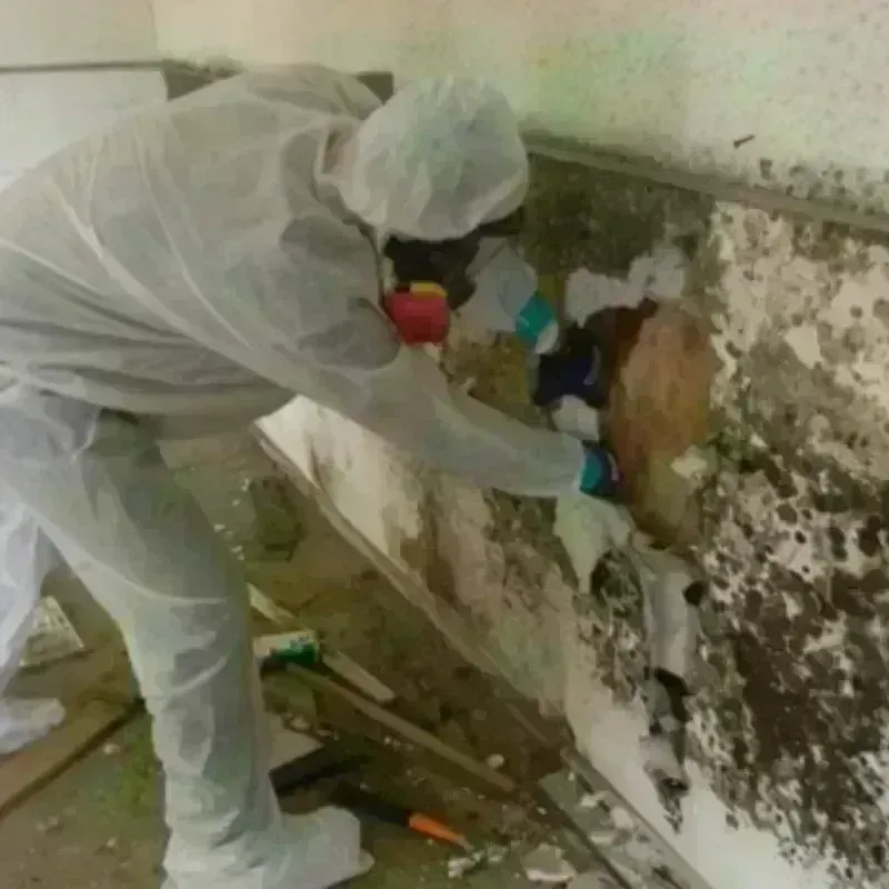 Mold Remediation and Removal in Trinidad, CO